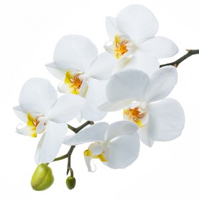 Стол обеденный Танго белый/Орхидея в Называевске - nazyvaevsk.katalogmebeli.com | фото 3